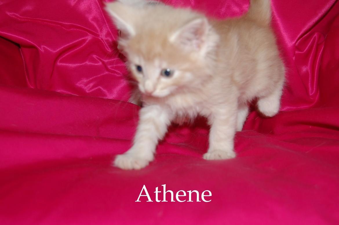 Norsk Skovkat DK Emilline´s Athene R.I.P 10/04/21 billede 9