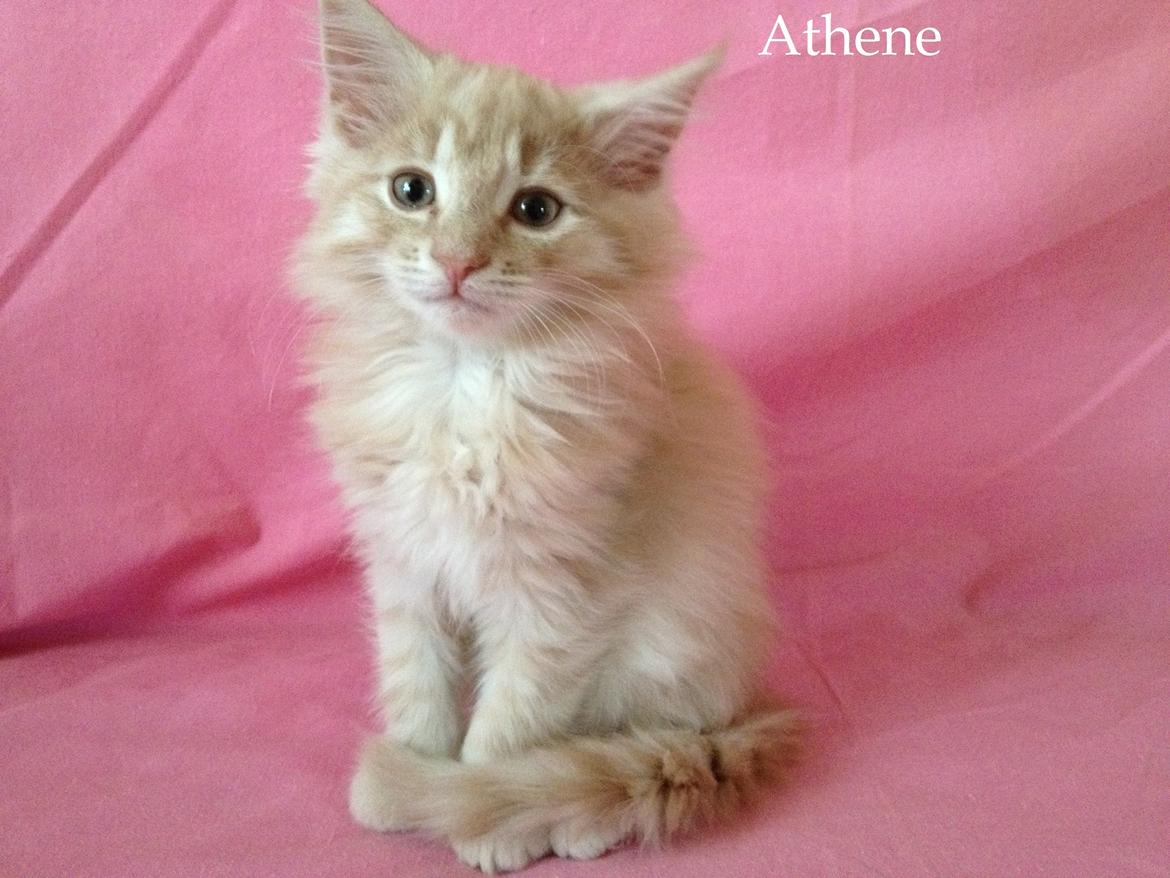 Norsk Skovkat DK Emilline´s Athene R.I.P 10/04/21 billede 10