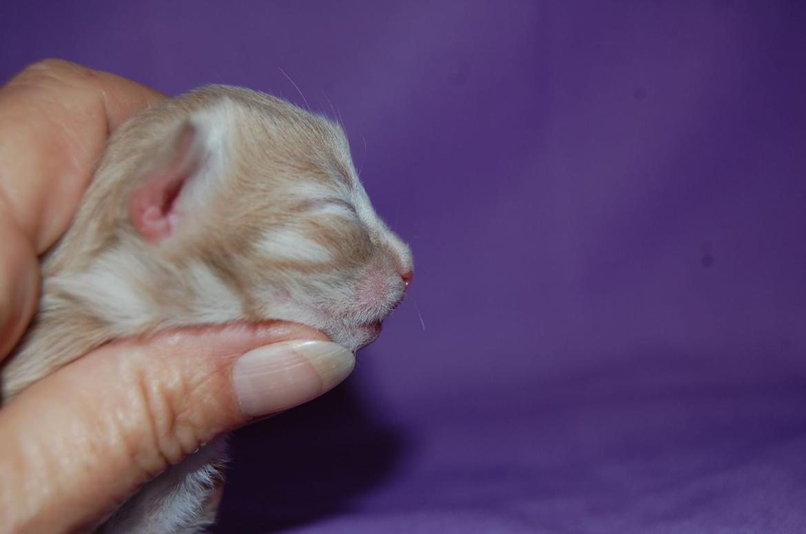 Norsk Skovkat DK Emilline´s Athene R.I.P 10/04/21 billede 11