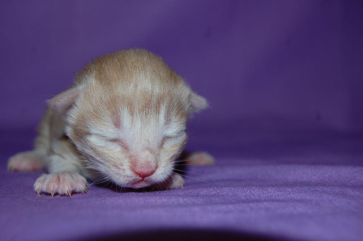 Norsk Skovkat DK Emilline´s Athene R.I.P 10/04/21 billede 12