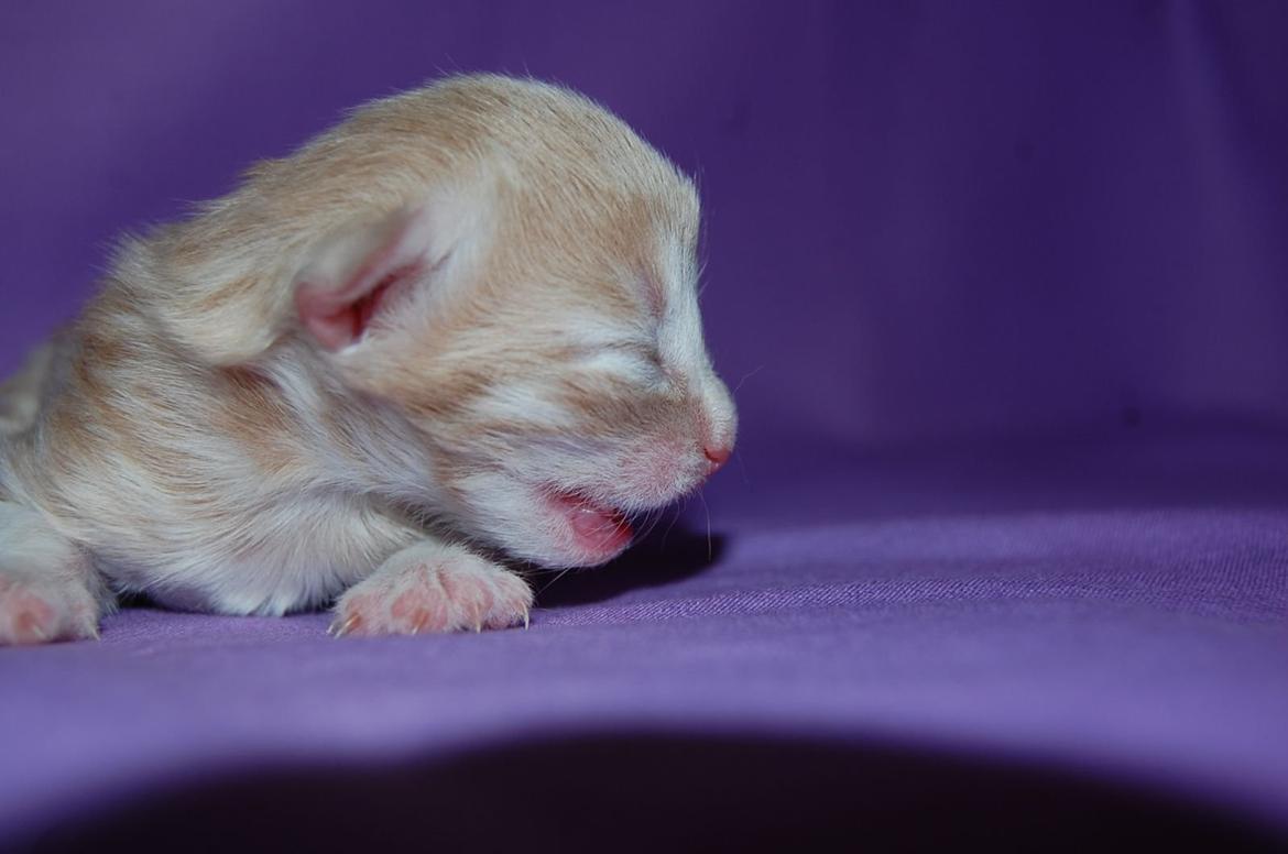 Norsk Skovkat DK Emilline´s Athene R.I.P 10/04/21 billede 13