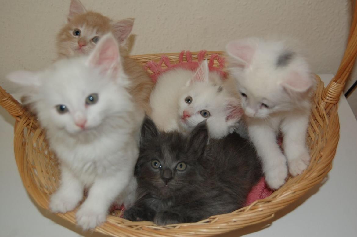 Norsk Skovkat DK Emilline´s Athene R.I.P 10/04/21 billede 14