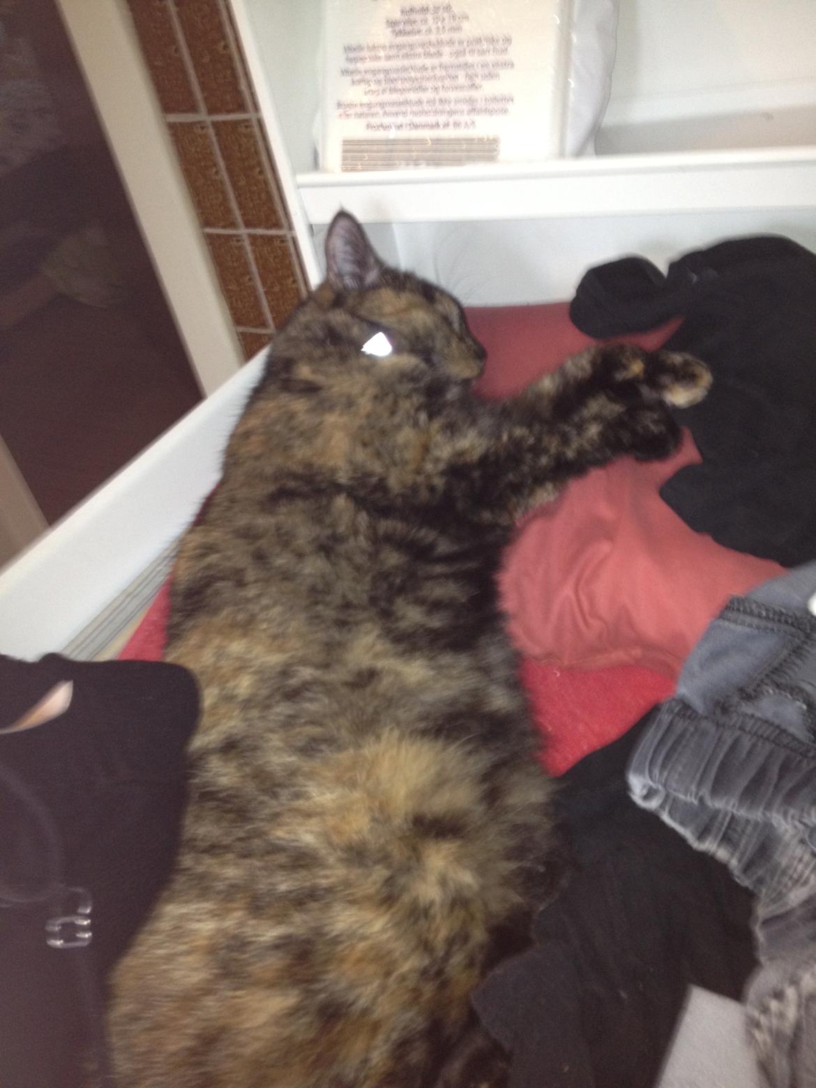 Blanding af racer Chanel - Chanel der lige tager en lille mormor :)hihi billede 16