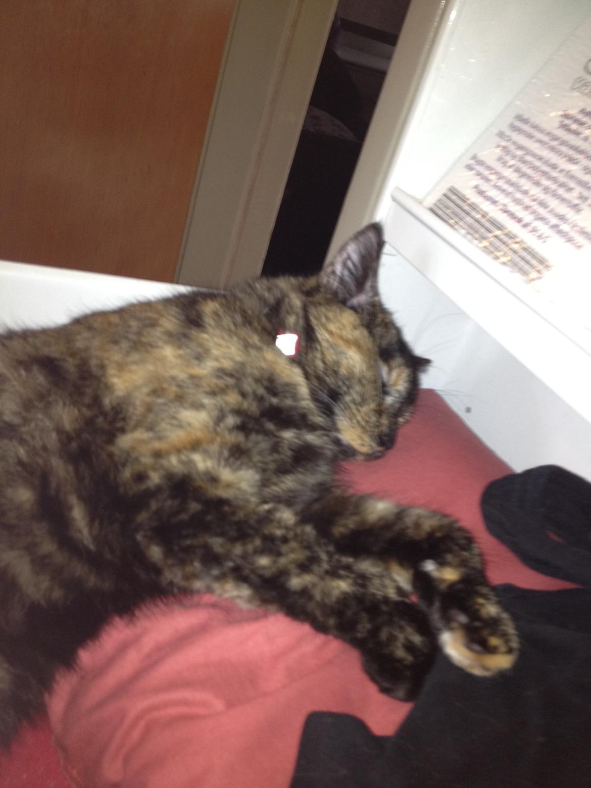 Blanding af racer Chanel billede 17