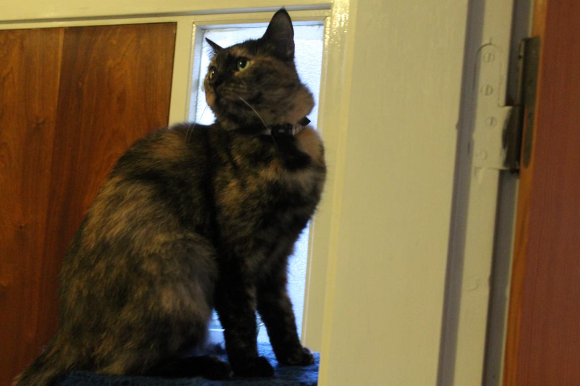 Blanding af racer Chanel billede 18