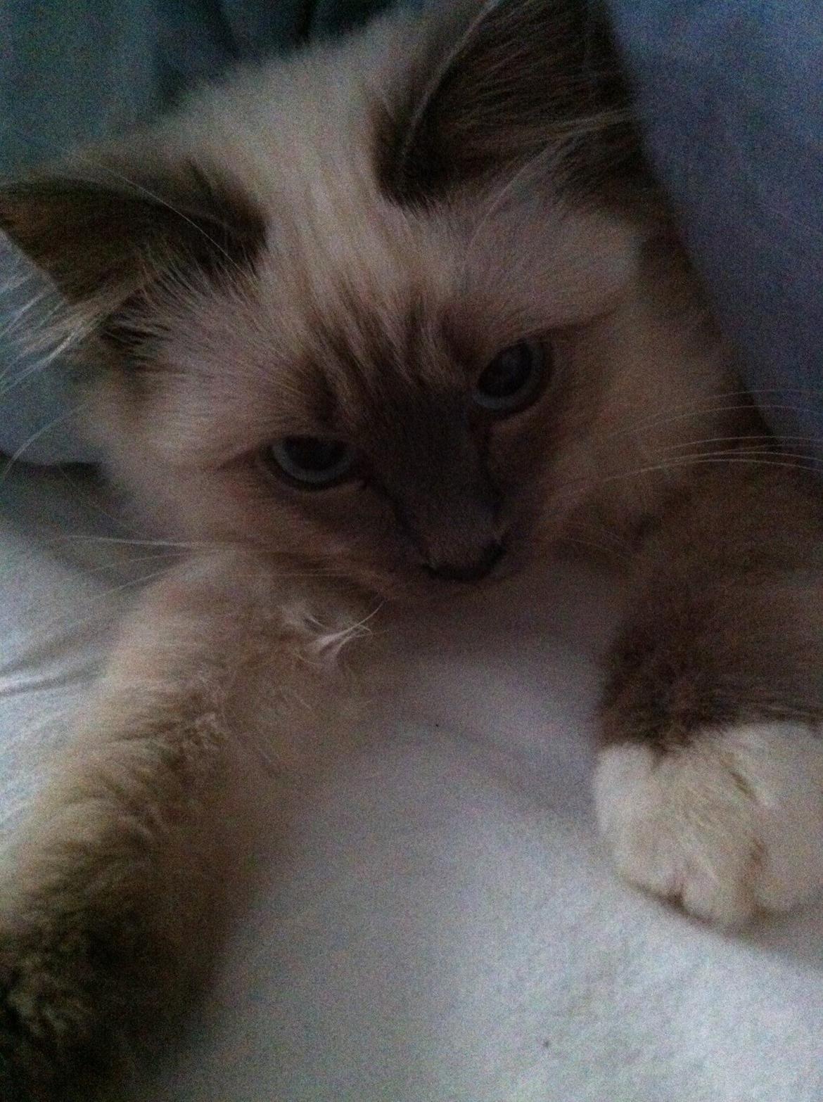 Hellig Birma DK Kernehuset's Blue Bonita(Solgt) billede 9