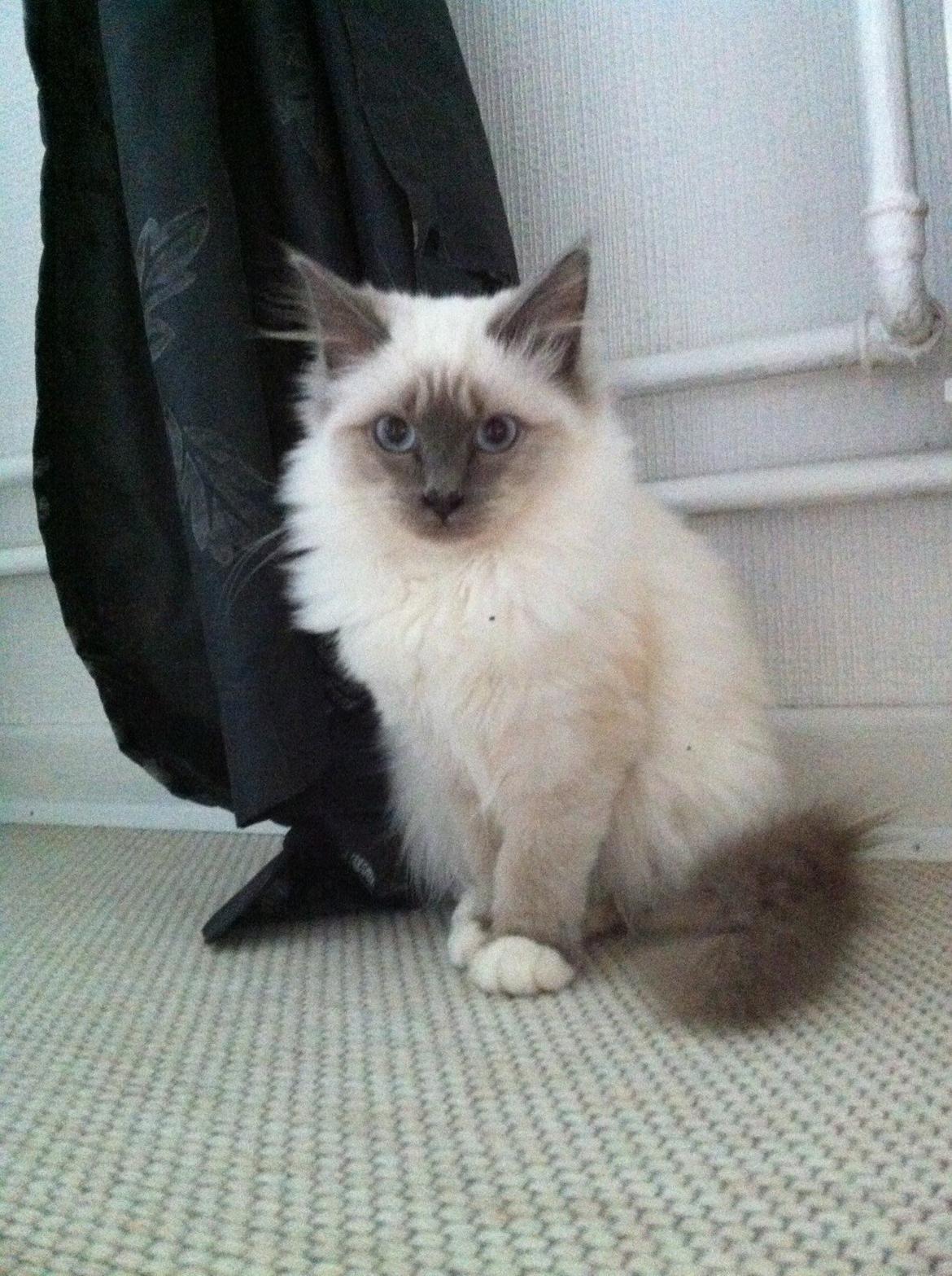 Hellig Birma DK Kernehuset's Blue Bonita(Solgt) billede 4