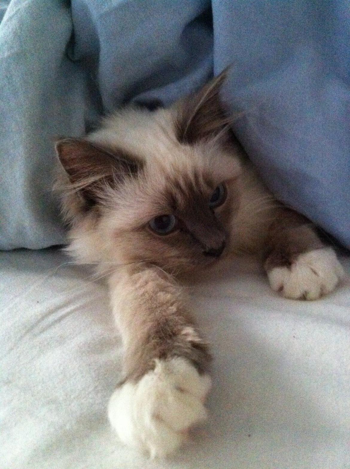 Hellig Birma DK Kernehuset's Blue Bonita(Solgt) - Hygge hygge :D billede 6