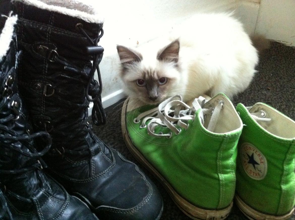 Hellig Birma DK Kernehuset's Blue Bonita(Solgt) - Frække mis leger gemmeleg :D billede 3