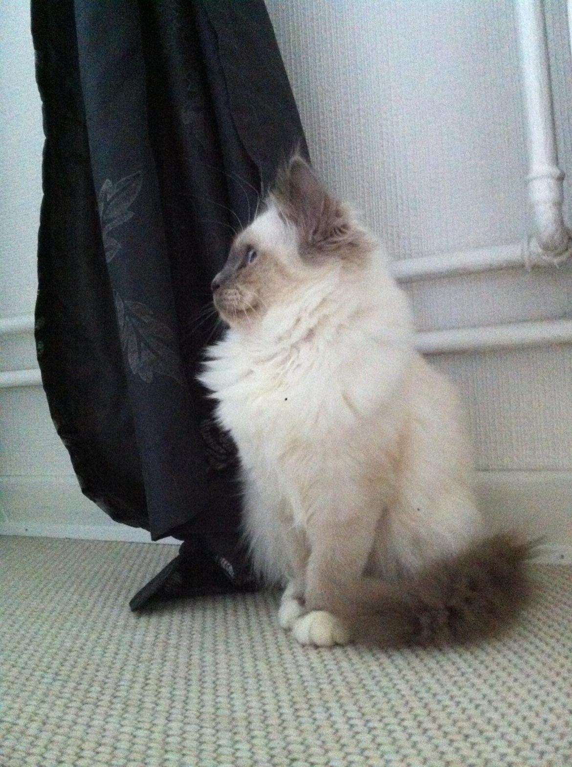 Hellig Birma DK Kernehuset's Blue Bonita(Solgt) billede 8