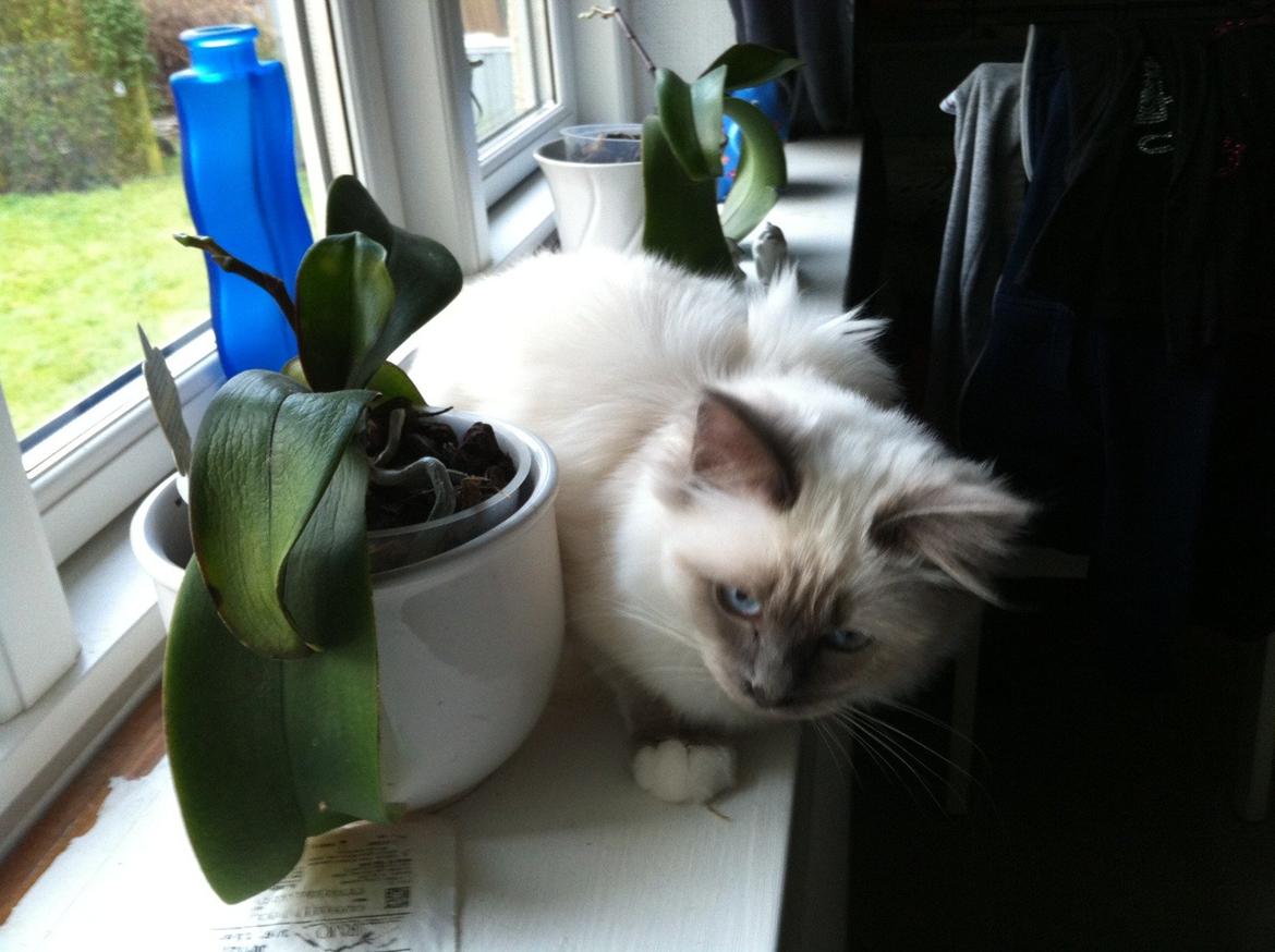 Hellig Birma DK Kernehuset's Blue Bonita(Solgt) - Man hygger sig lige i vindueskarmen. Som hun umærket godt ved hun ikke må ^^ billede 2