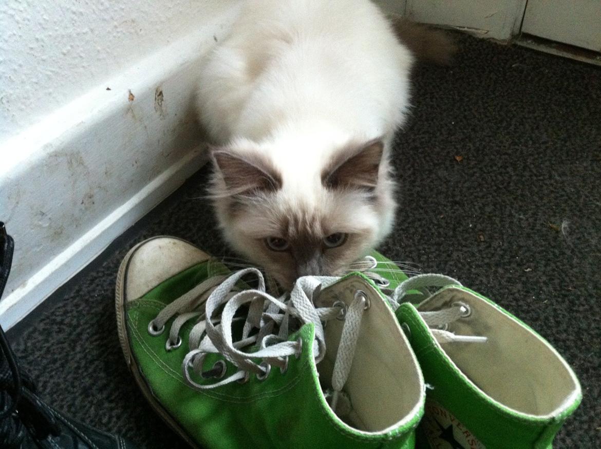 Hellig Birma DK Kernehuset's Blue Bonita(Solgt) - Velkommen :) Læg gerne en kommentar. billede 1