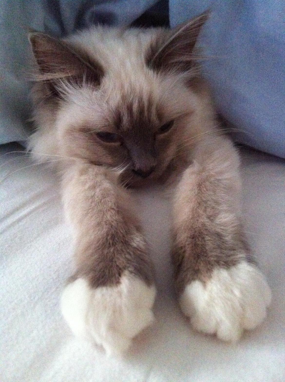 Hellig Birma DK Kernehuset's Blue Bonita(Solgt) - Ligger man lige og hygger sig :) billede 5