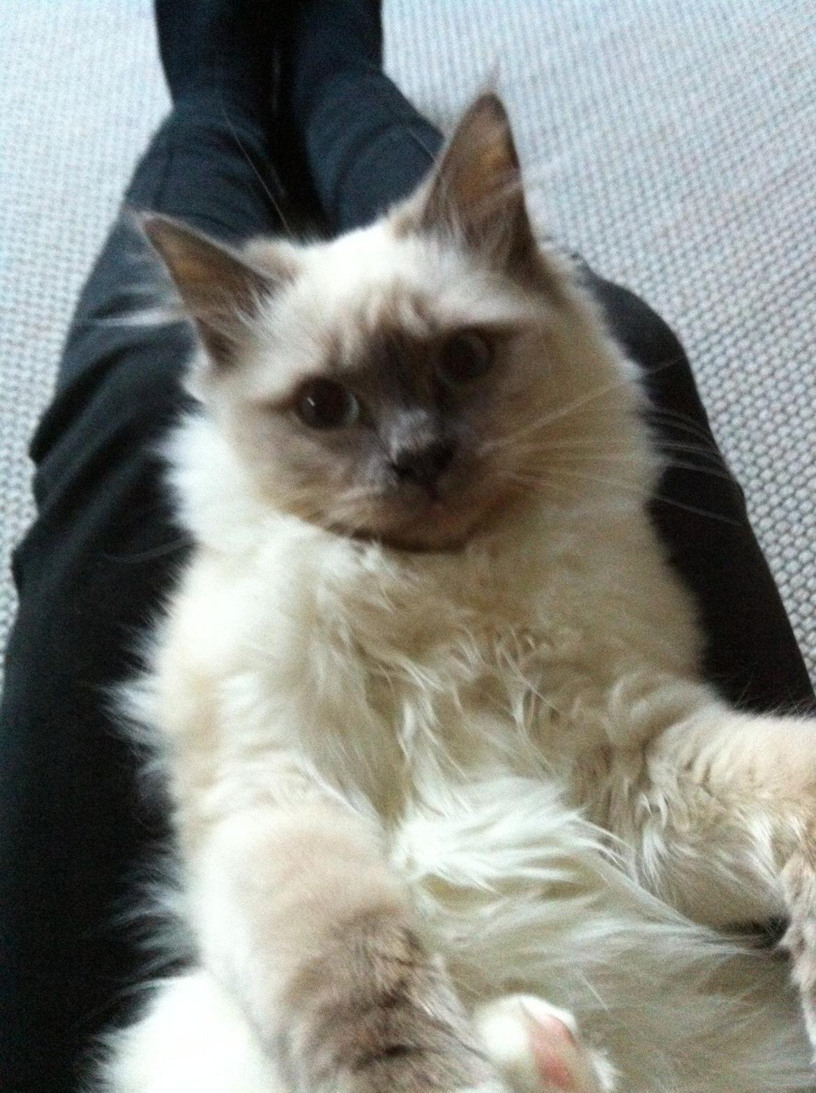 Hellig Birma DK Kernehuset's Blue Bonita(Solgt) billede 16