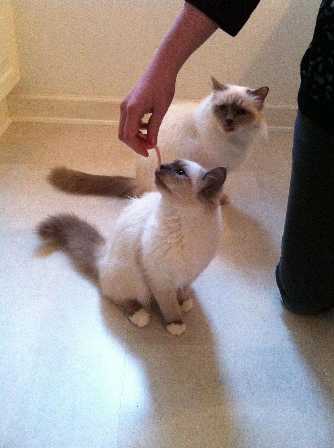 Hellig Birma DK Kernehuset's Blue Bonita(Solgt) billede 13