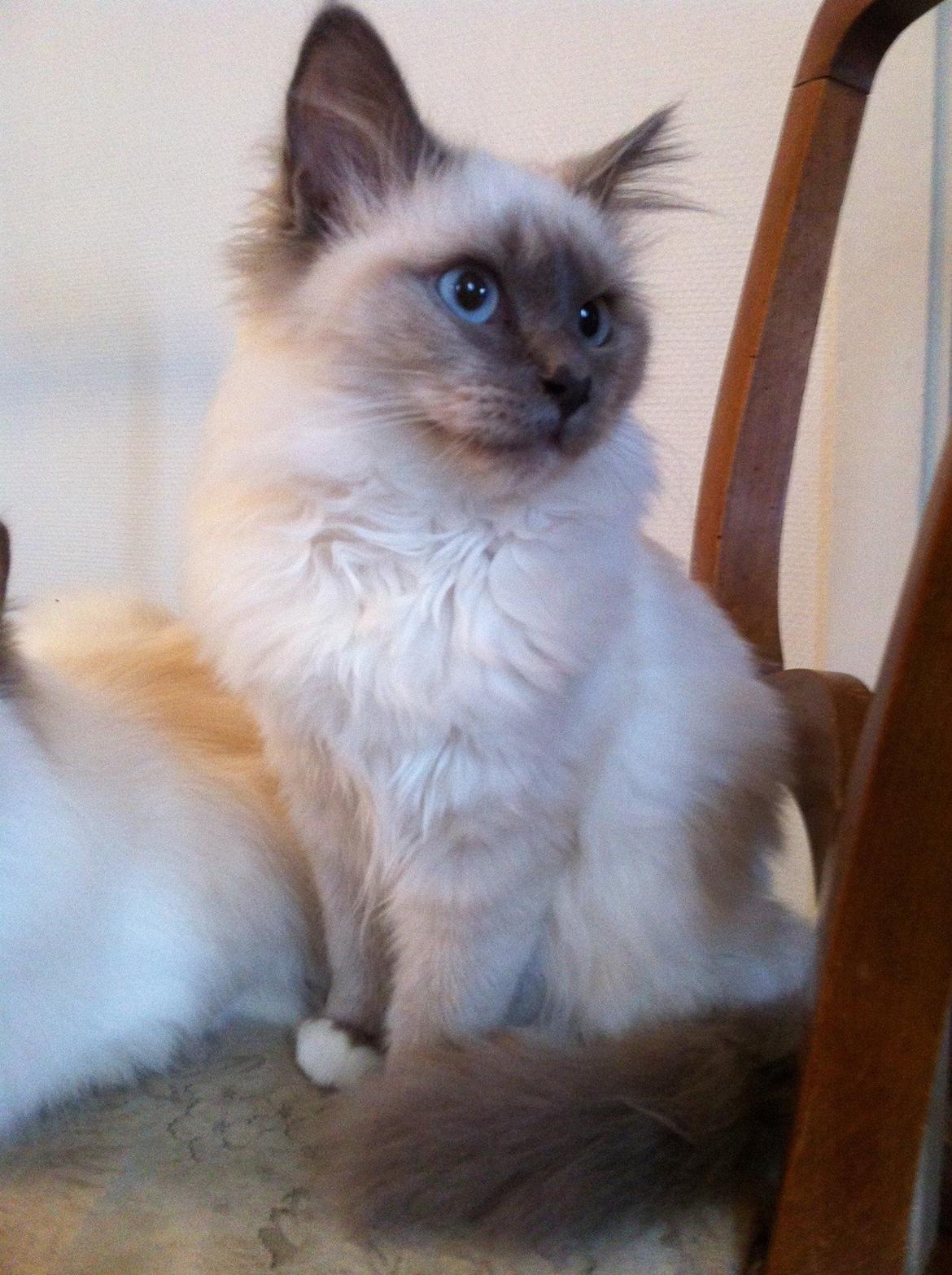 Hellig Birma DK Kernehuset's Blue Bonita(Solgt) billede 15