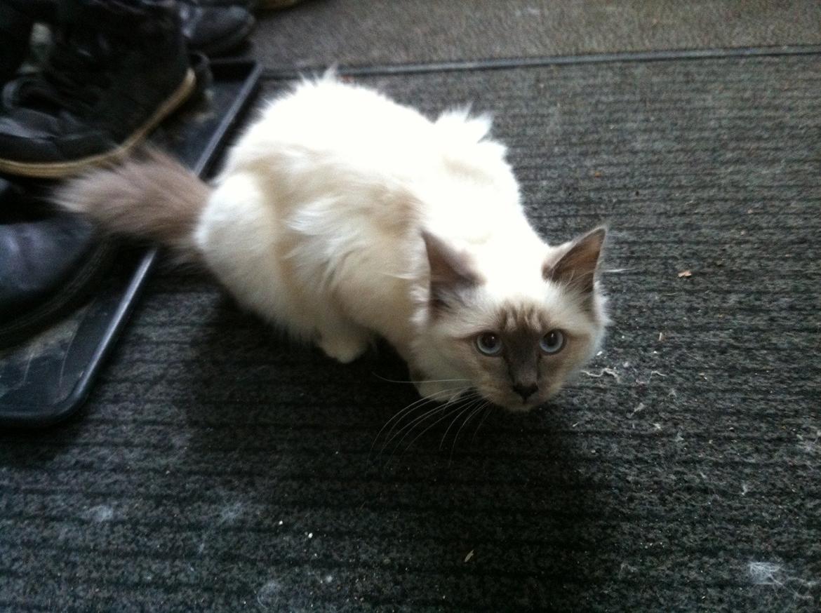 Hellig Birma DK Kernehuset's Blue Bonita(Solgt) - Hva laver jeg?o: billede 12