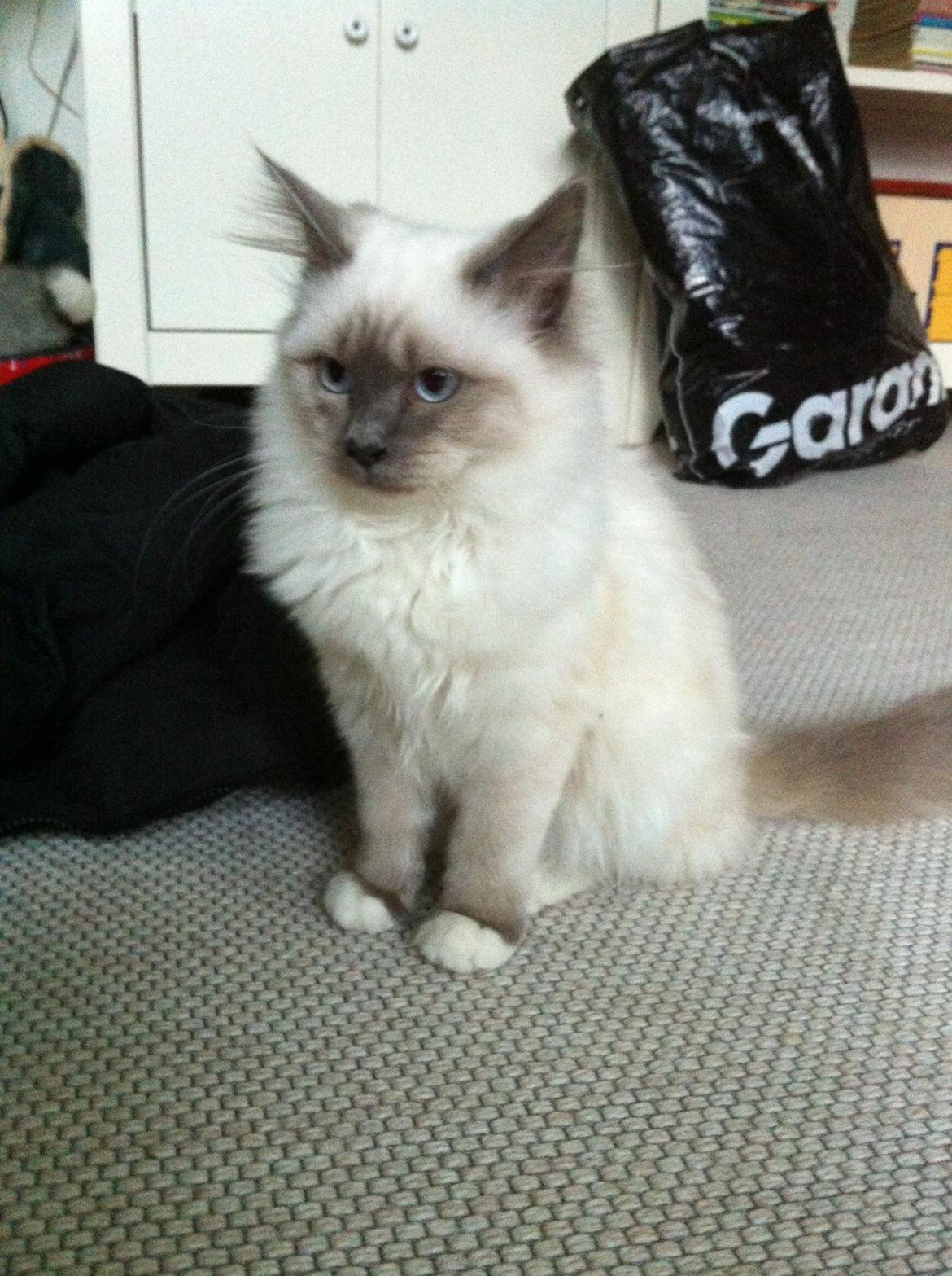 Hellig Birma DK Kernehuset's Blue Bonita(Solgt) billede 17