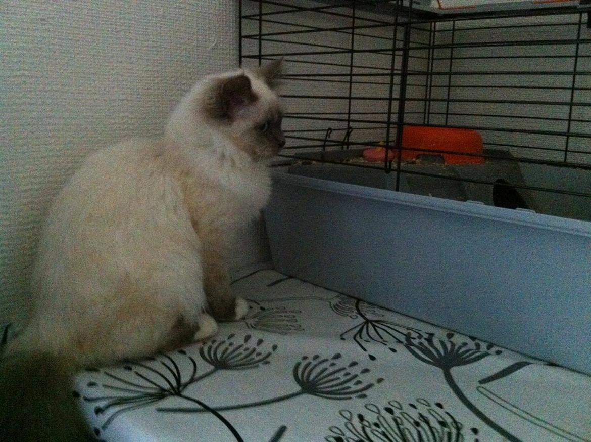 Hellig Birma DK Kernehuset's Blue Bonita(Solgt) - Hun er yderst interesseret i de der marsvin :) billede 11