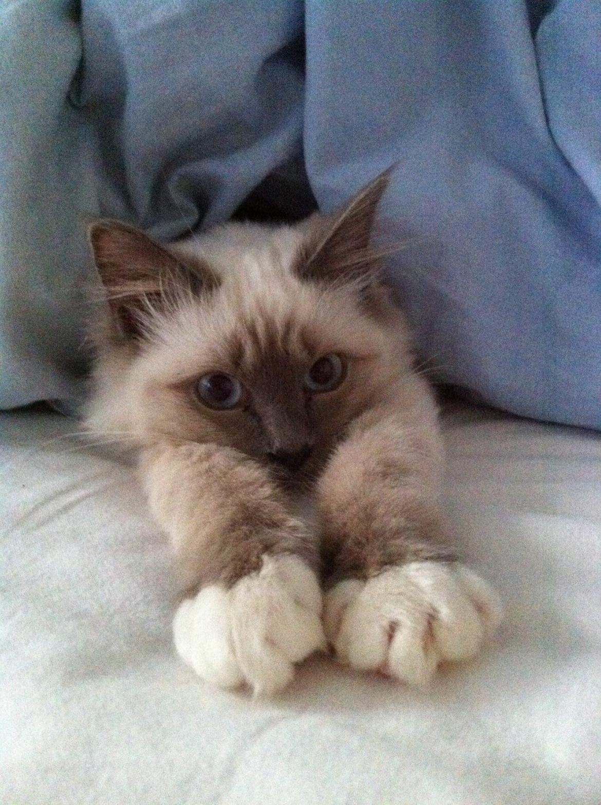 Hellig Birma DK Kernehuset's Blue Bonita(Solgt) billede 14