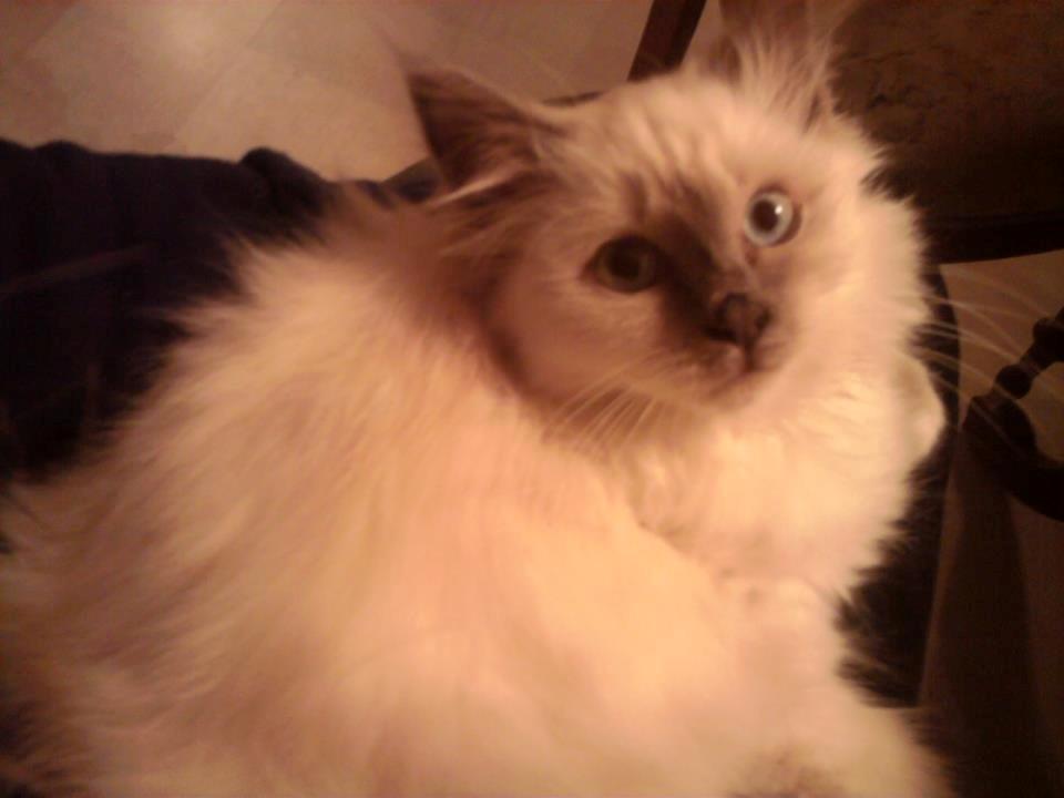 Hellig Birma DK Kernehuset's Blue Bonita(Solgt) billede 18