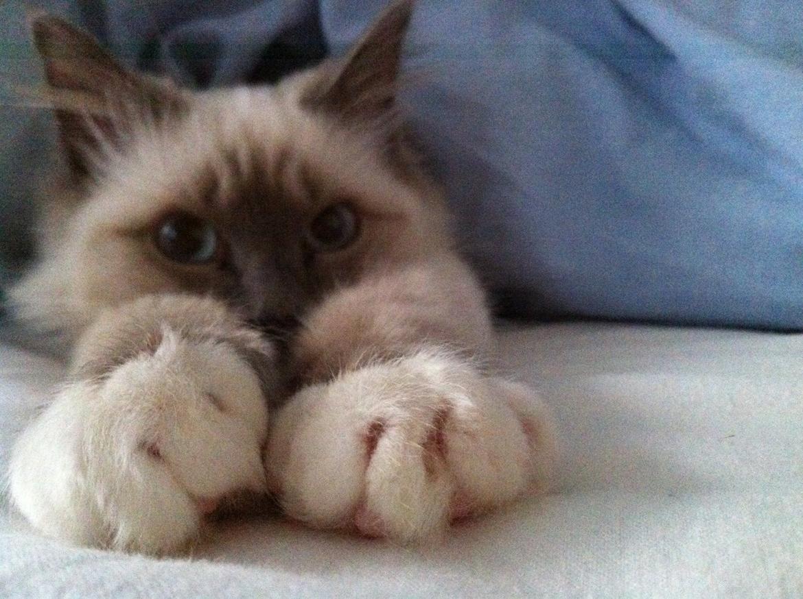 Hellig Birma DK Kernehuset's Blue Bonita(Solgt) billede 10