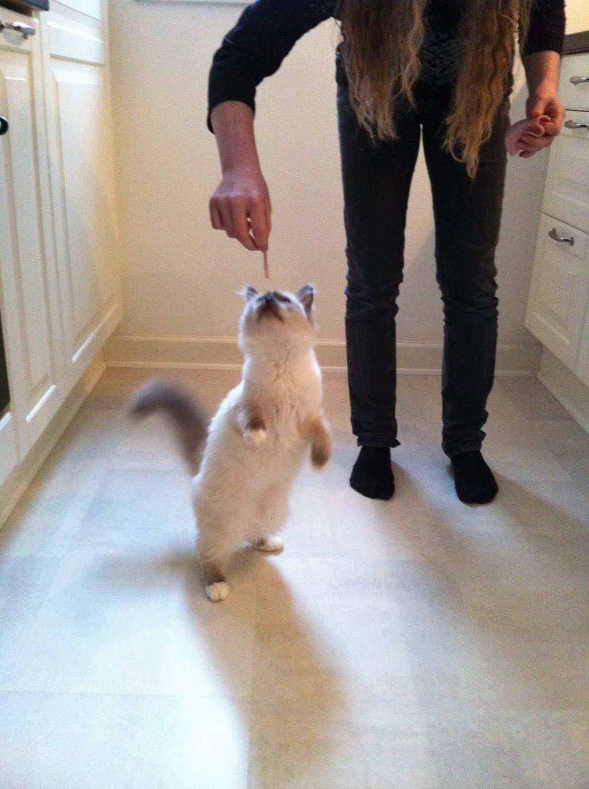 Hellig Birma DK Kernehuset's Blue Bonita(Solgt) - Jamen, man prøver da?:) billede 7