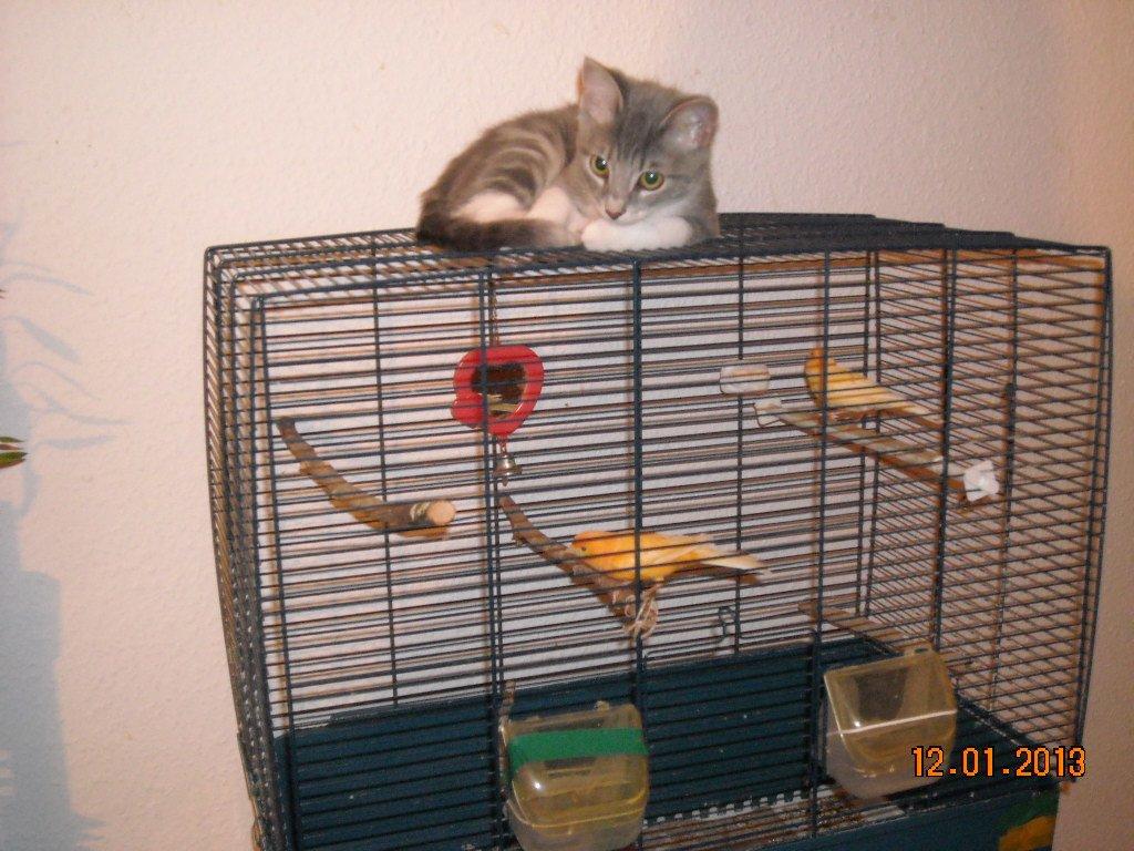 Huskat Bobby - Jeg passer på fuglene ikke flyver væk... billede 1