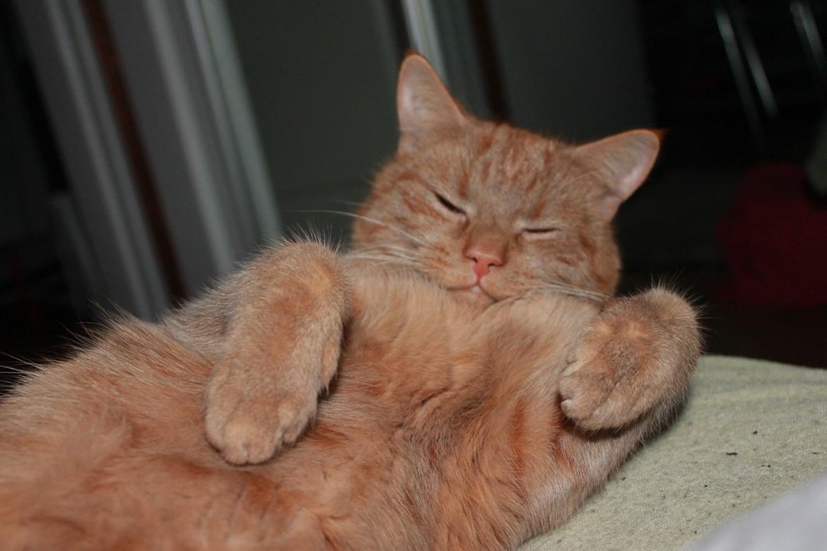 Huskat Tarzan *Efterlyst* - Godmorgen min basse :) 12.1.13 billede 13