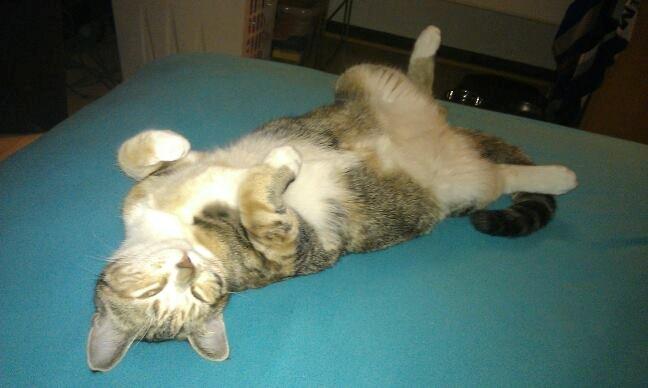 Blanding af racer Hope - taget selv samme dag som steriliseringen er bestilt:)
 billede 13