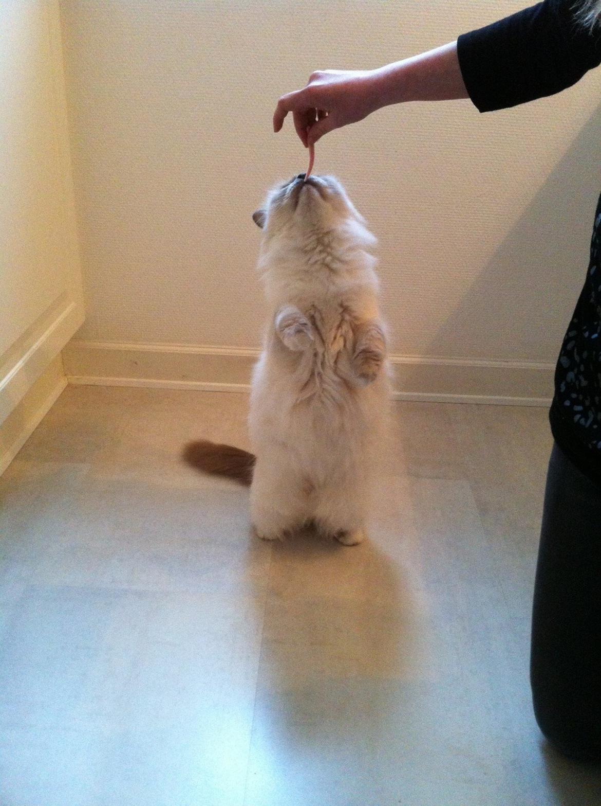 Hellig Birma Dk Skødt's Anastasia(Stacie) billede 12