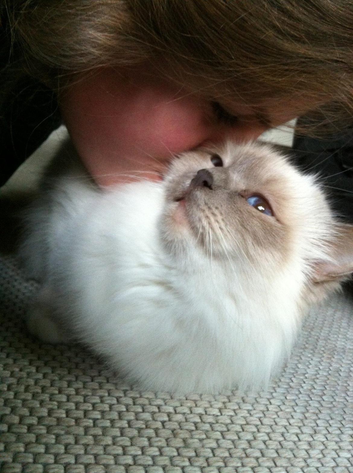 Hellig Birma Dk Skødt's Anastasia(Stacie) - Man få vist lige et mys..<3 billede 3