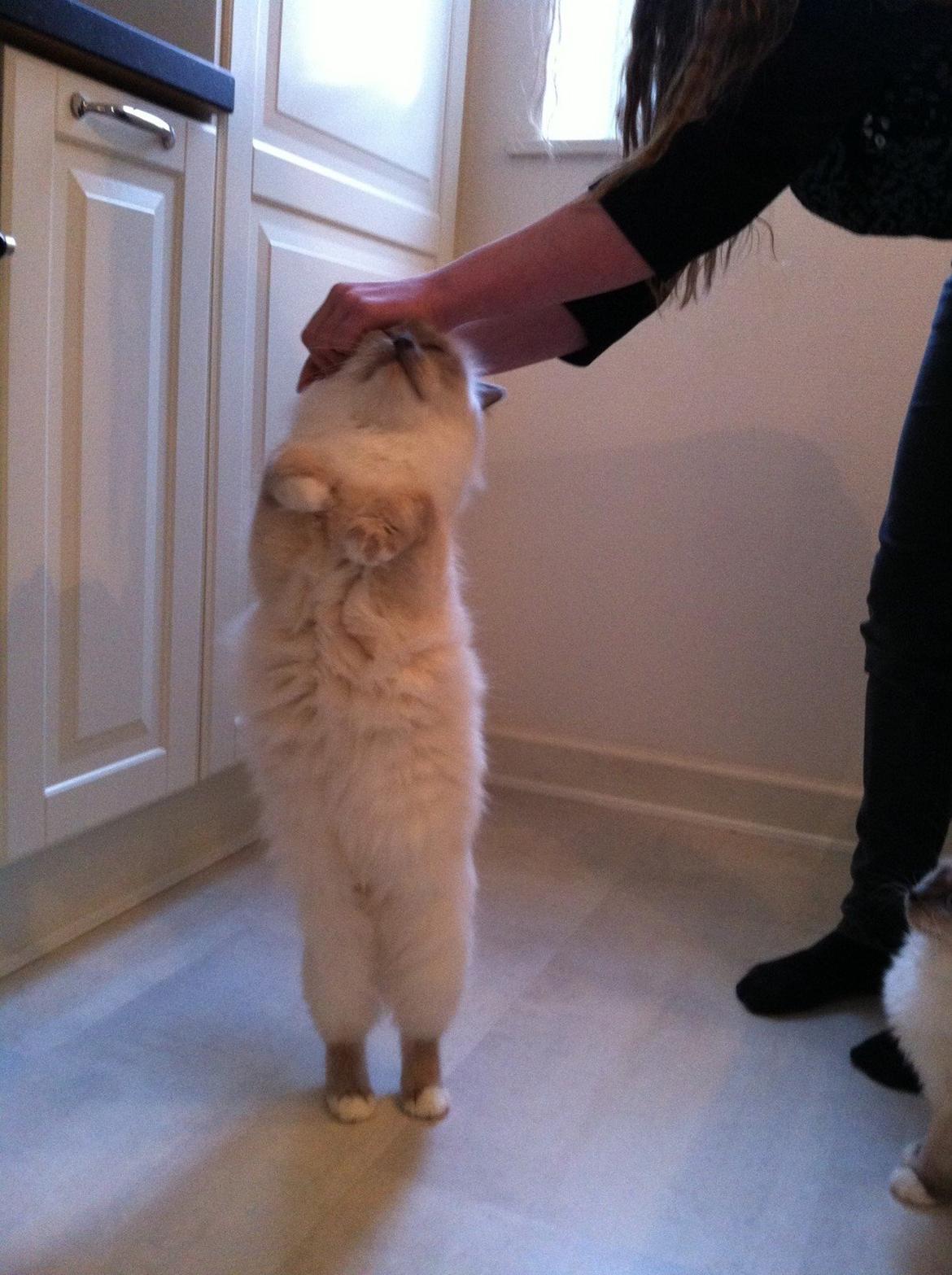 Hellig Birma Dk Skødt's Anastasia(Stacie) - Hun står da så fint. Men man skal da også lige gnide hovedet mod hånden :D billede 2