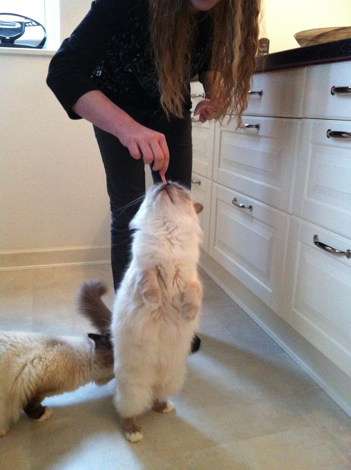 Hellig Birma Dk Skødt's Anastasia(Stacie) billede 7