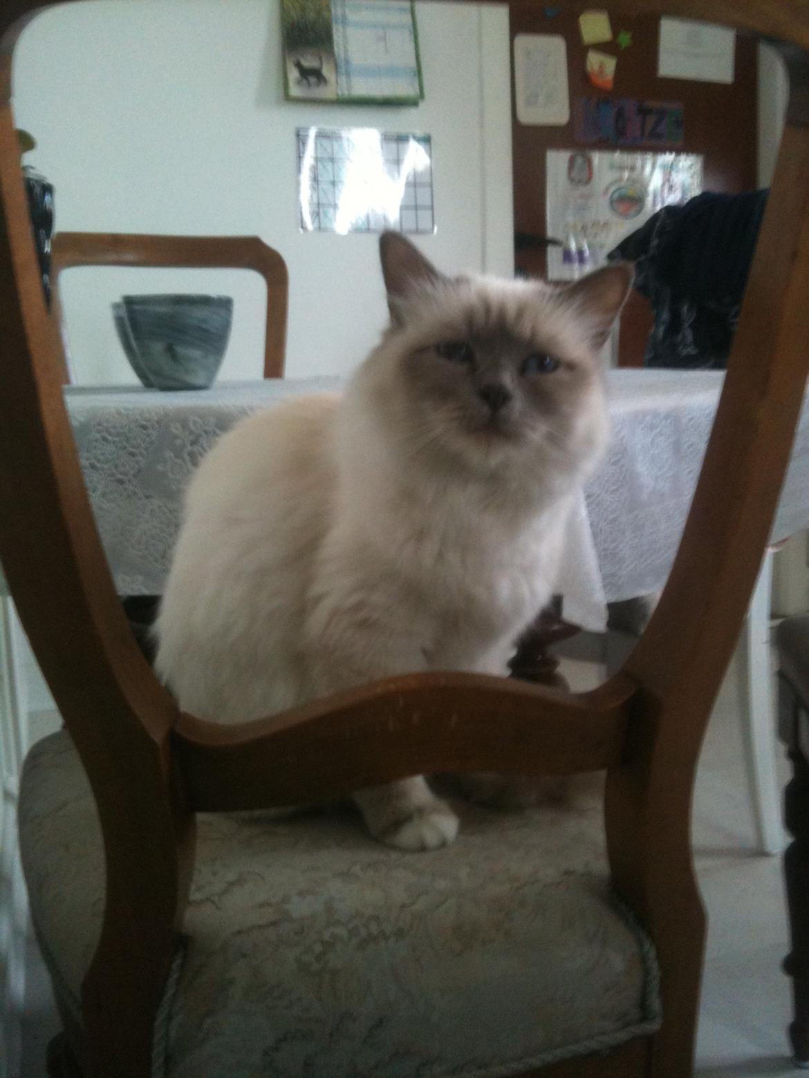 Hellig Birma Dk Skødt's Anastasia(Stacie) billede 8