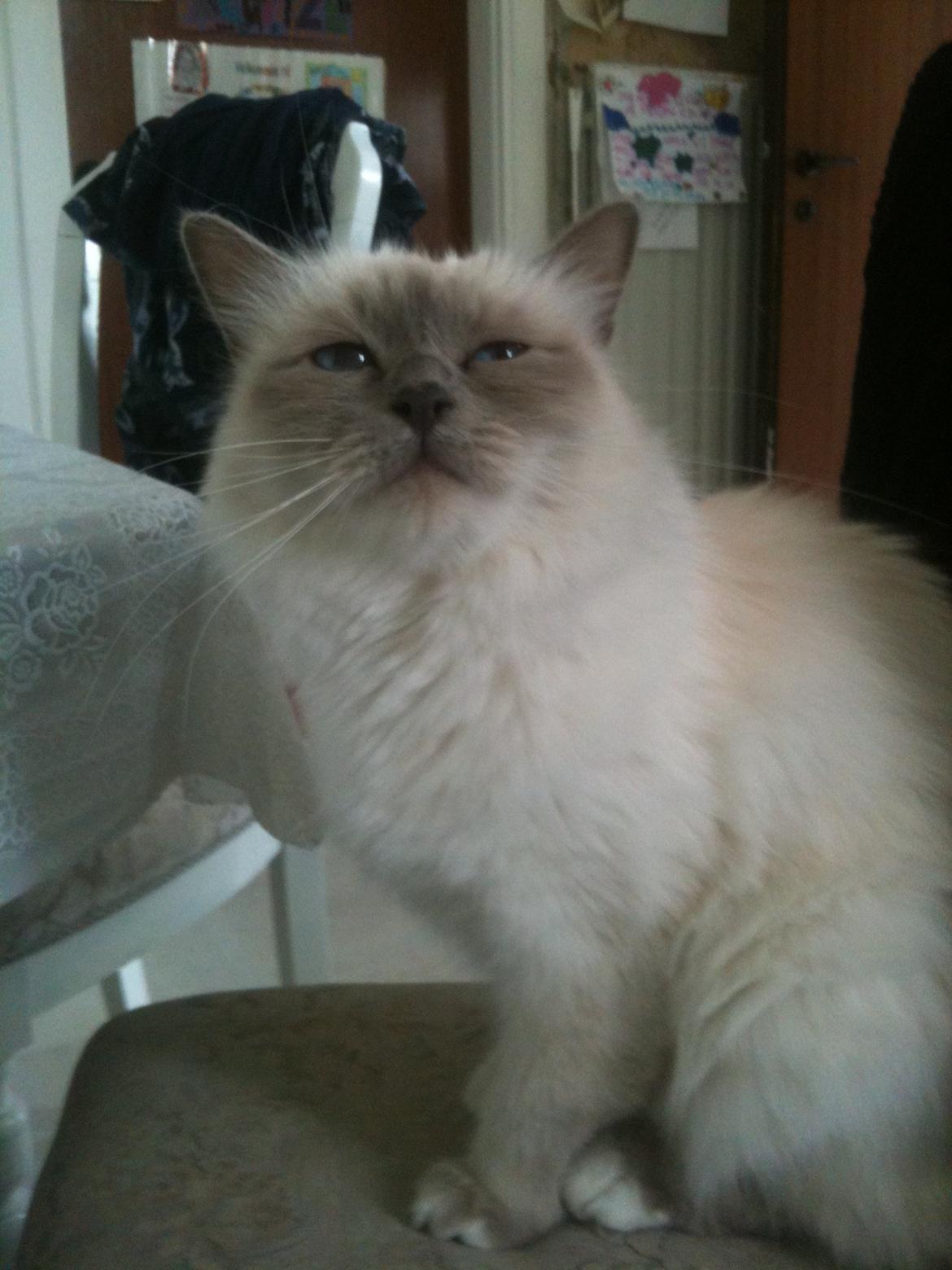 Hellig Birma Dk Skødt's Anastasia(Stacie) - Mærkeligt ansigts udtryk? billede 9