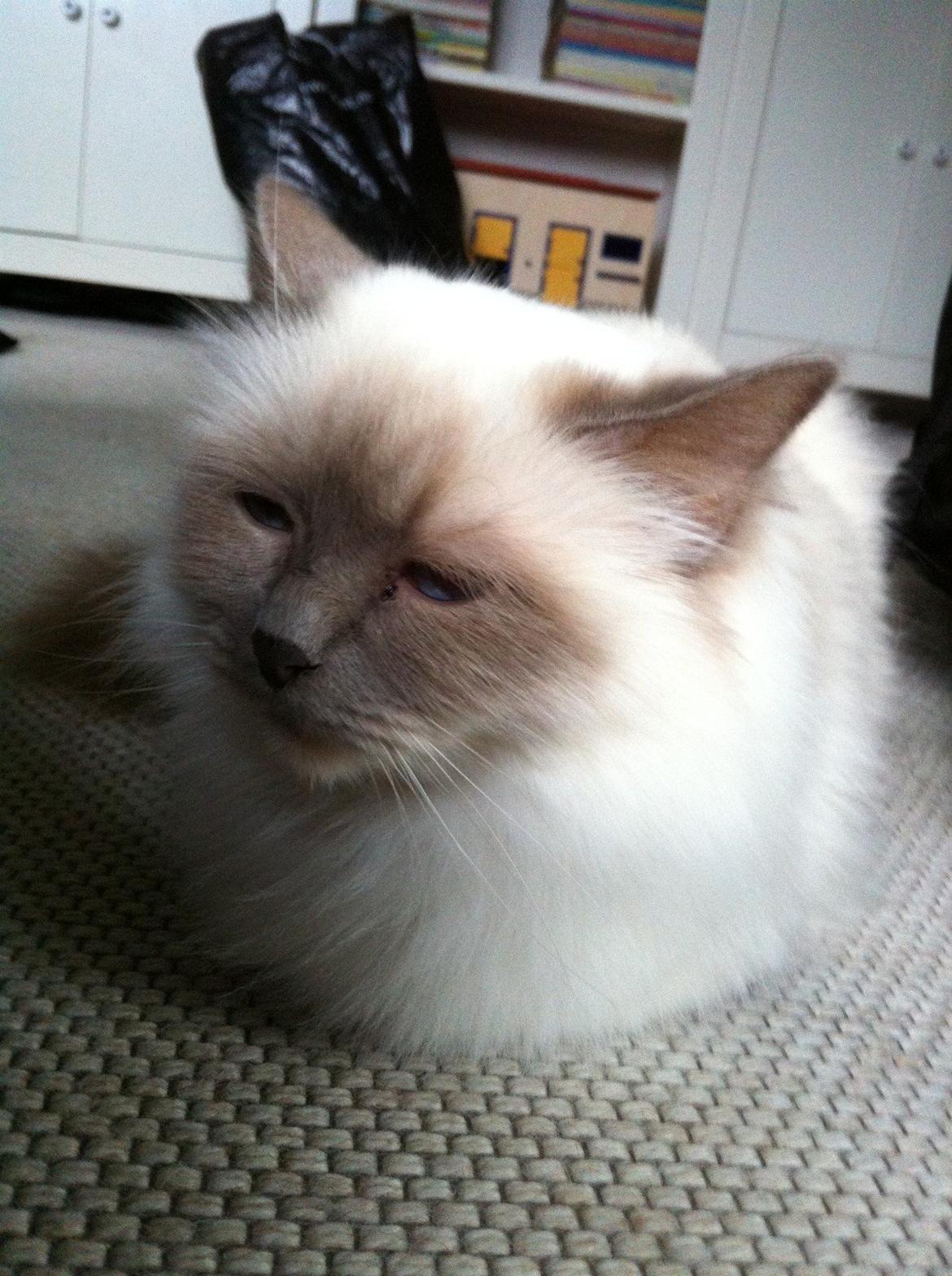 Hellig Birma Dk Skødt's Anastasia(Stacie) billede 10