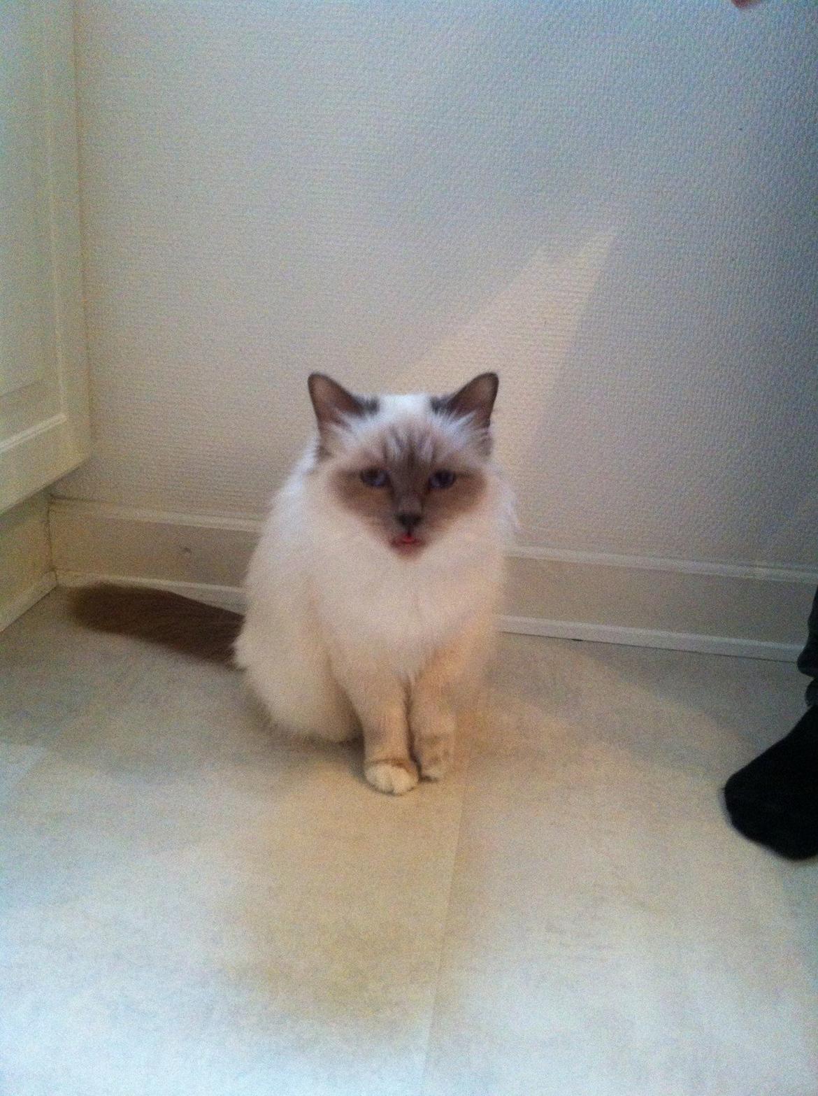 Hellig Birma Dk Skødt's Anastasia(Stacie) - Man skal også lige have lov at drille en gang imellem.. billede 11