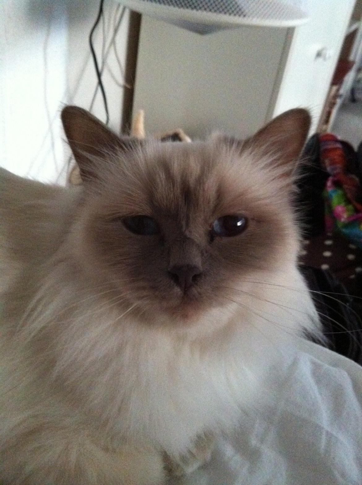 Hellig Birma Dk Skødt's Anastasia(Stacie) billede 6