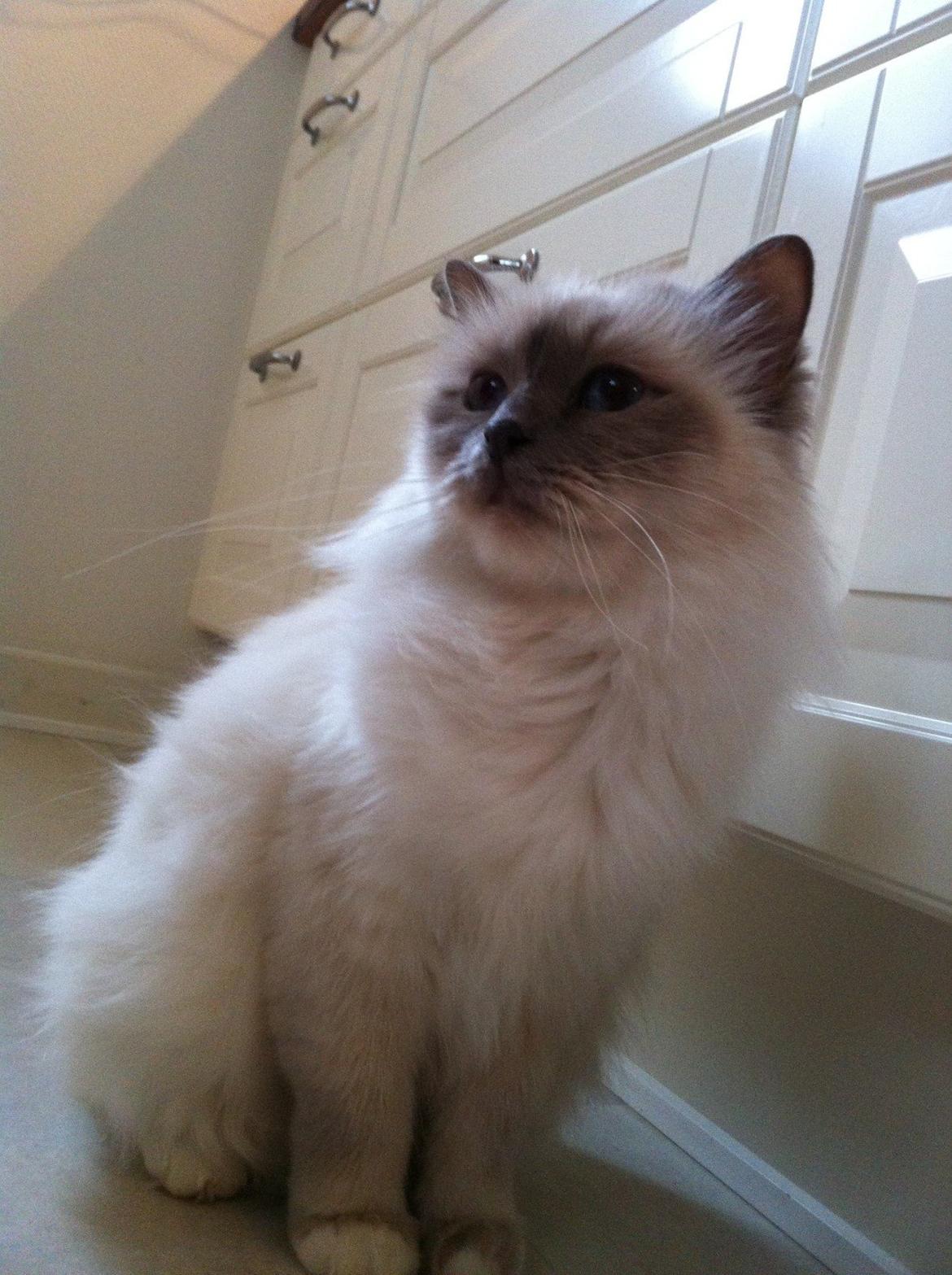 Hellig Birma Dk Skødt's Anastasia(Stacie) - Velkommen Til Stacie's profil :) billede 1