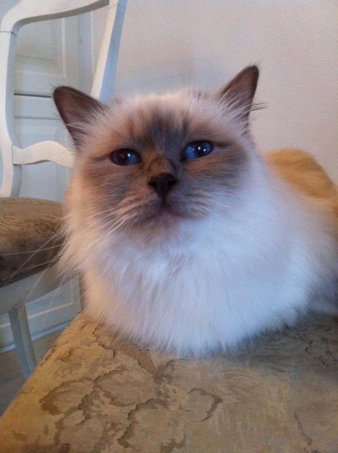 Hellig Birma Dk Skødt's Anastasia(Stacie) billede 4