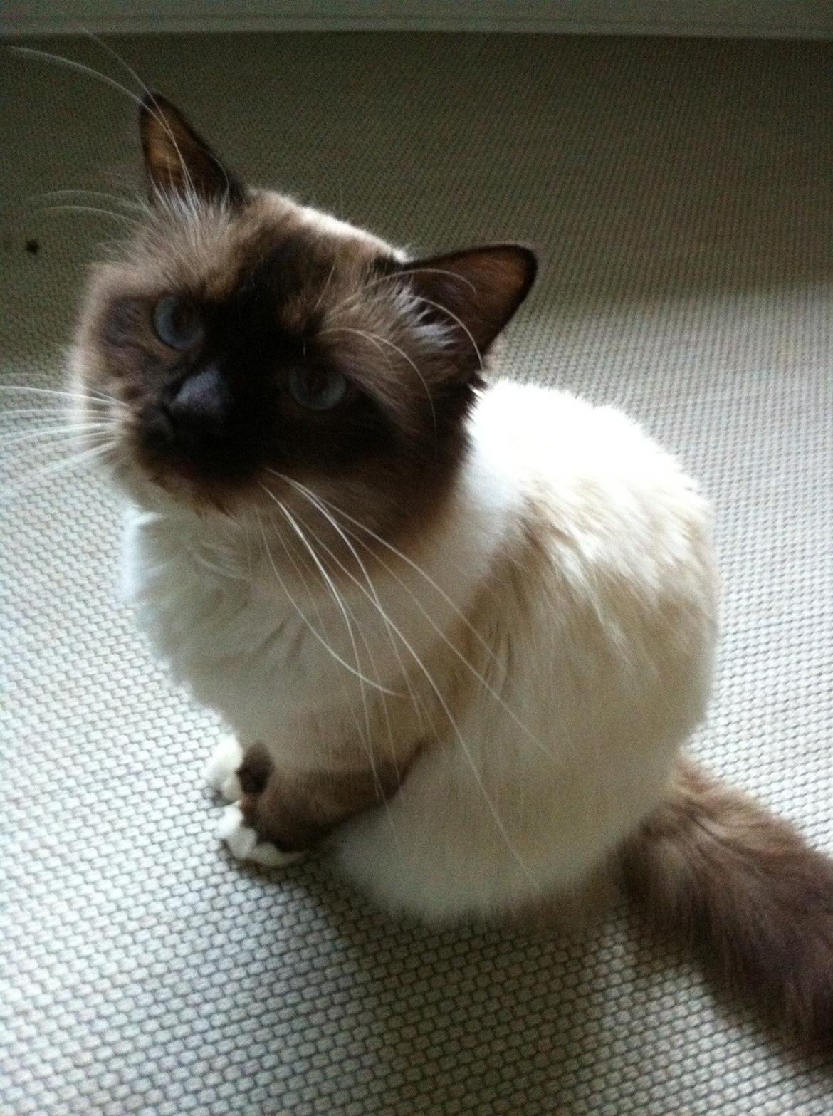 Hellig Birma Fjolle(Folle) billede 4