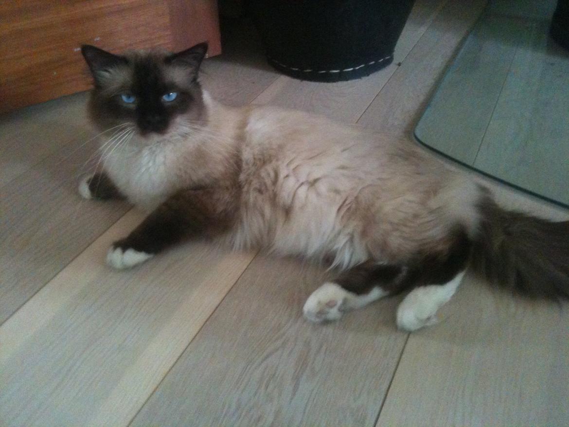 Hellig Birma Fjolle(Folle) billede 5