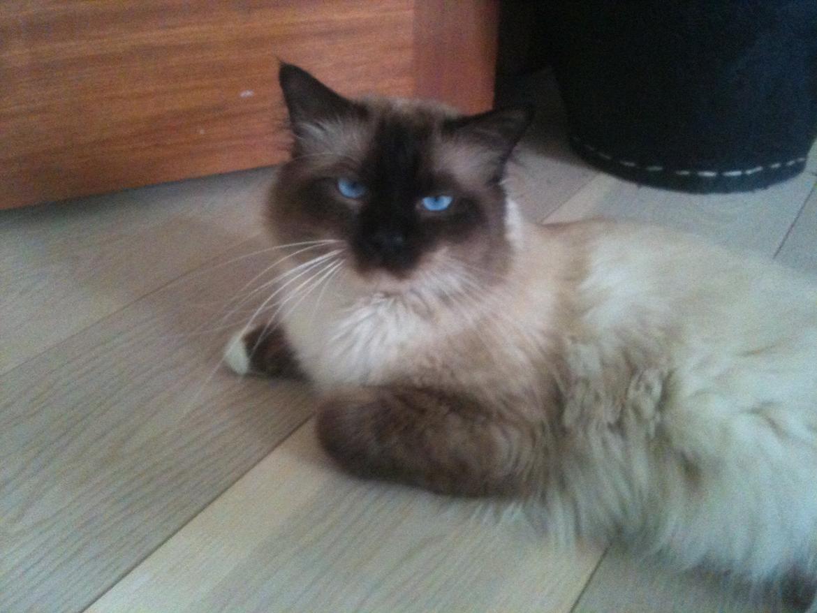 Hellig Birma Fjolle(Folle) billede 6