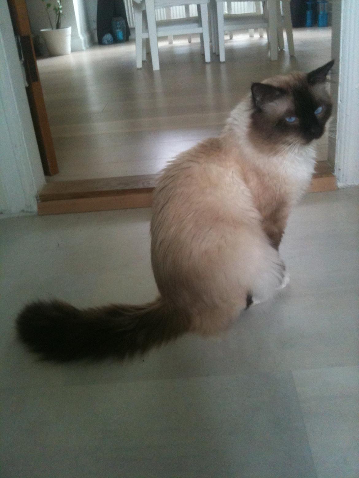 Hellig Birma Fjolle(Folle) billede 7