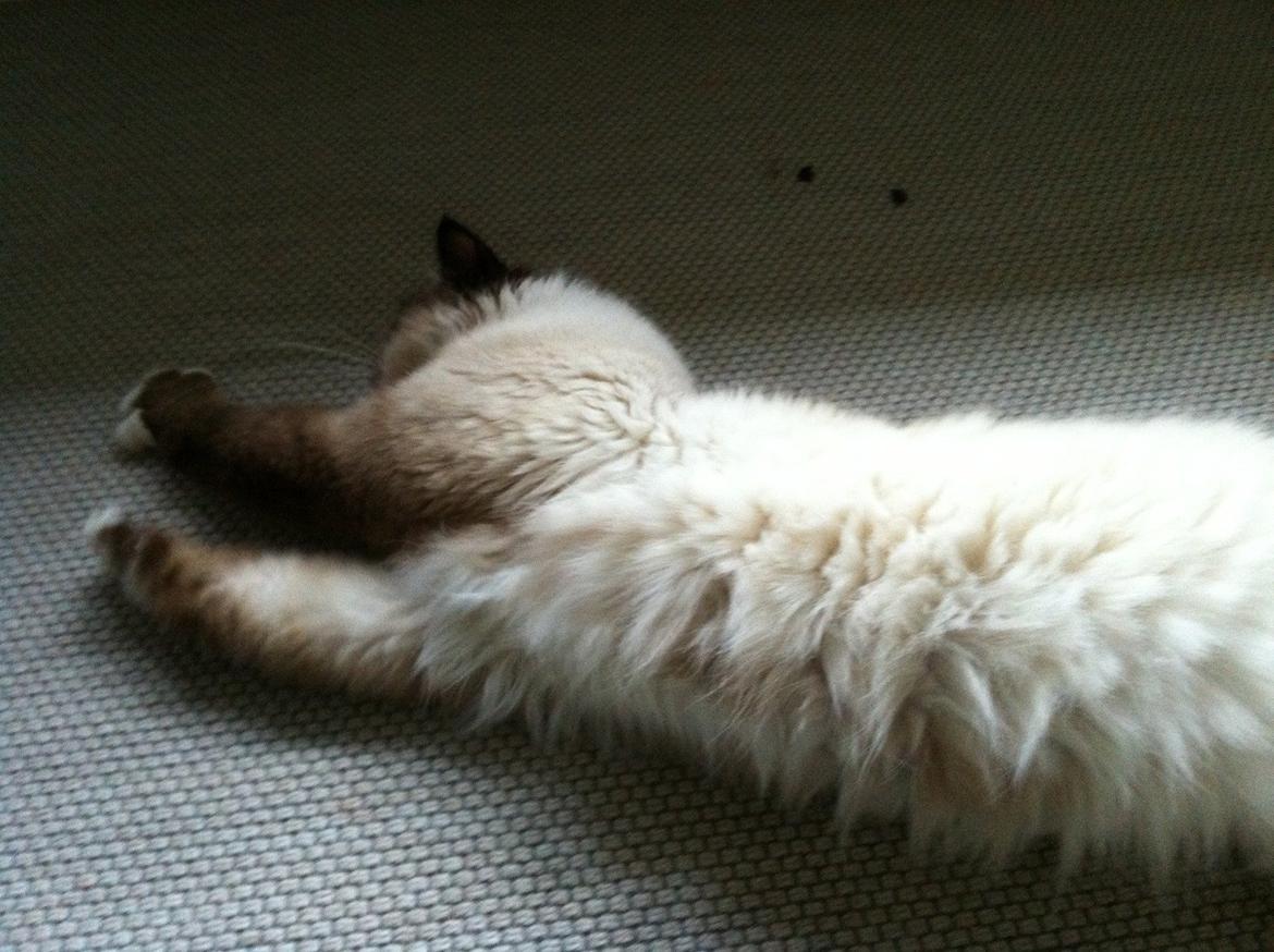 Hellig Birma Fjolle(Folle) billede 8