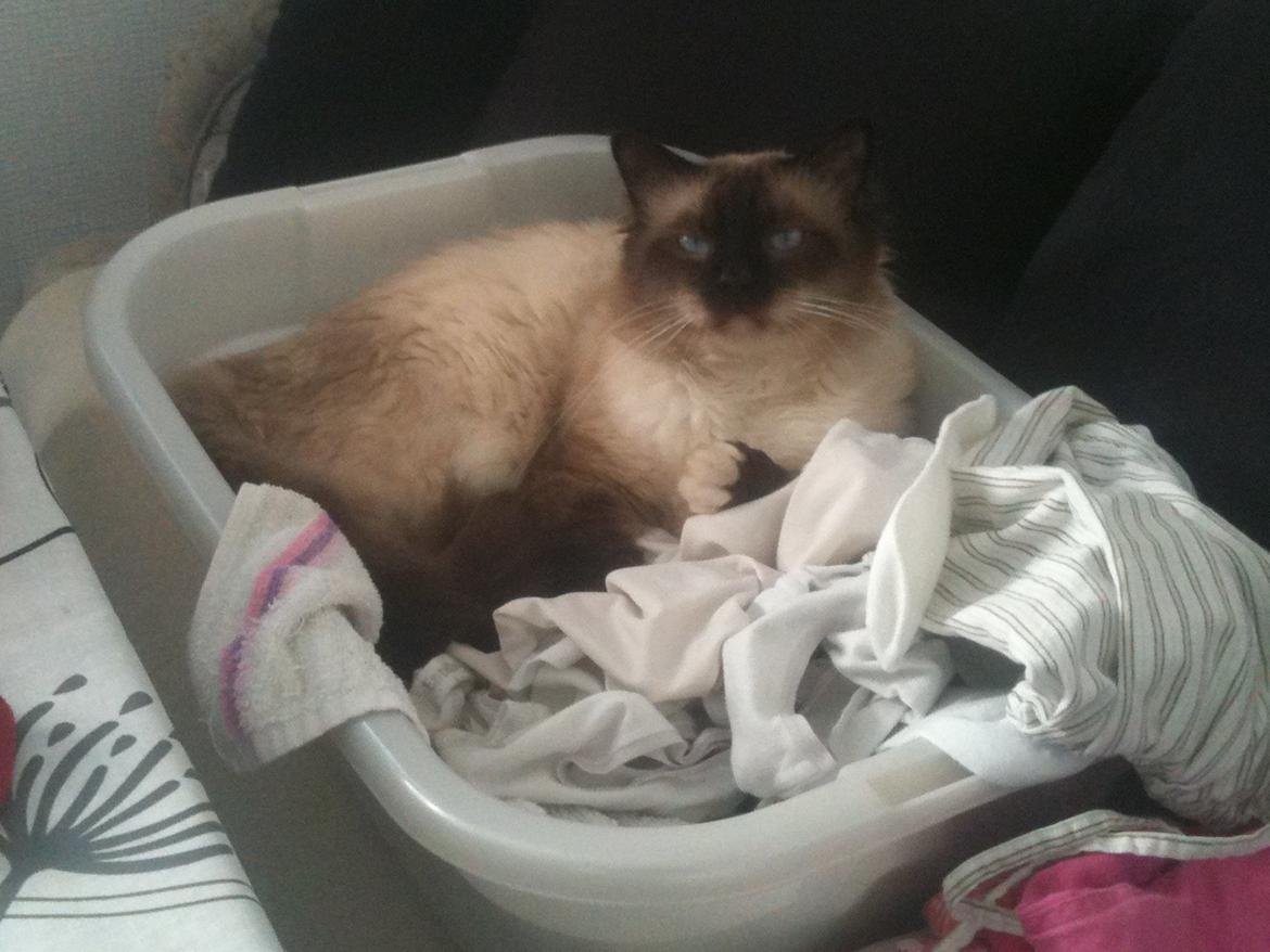 Hellig Birma Fjolle(Folle) billede 9