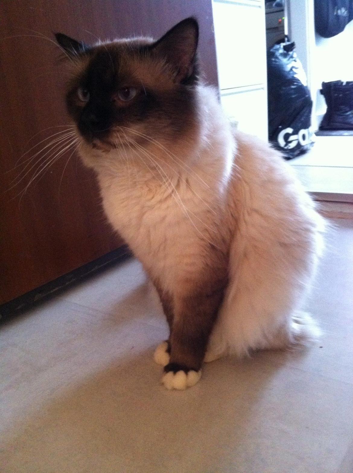 Hellig Birma Fjolle(Folle) billede 10