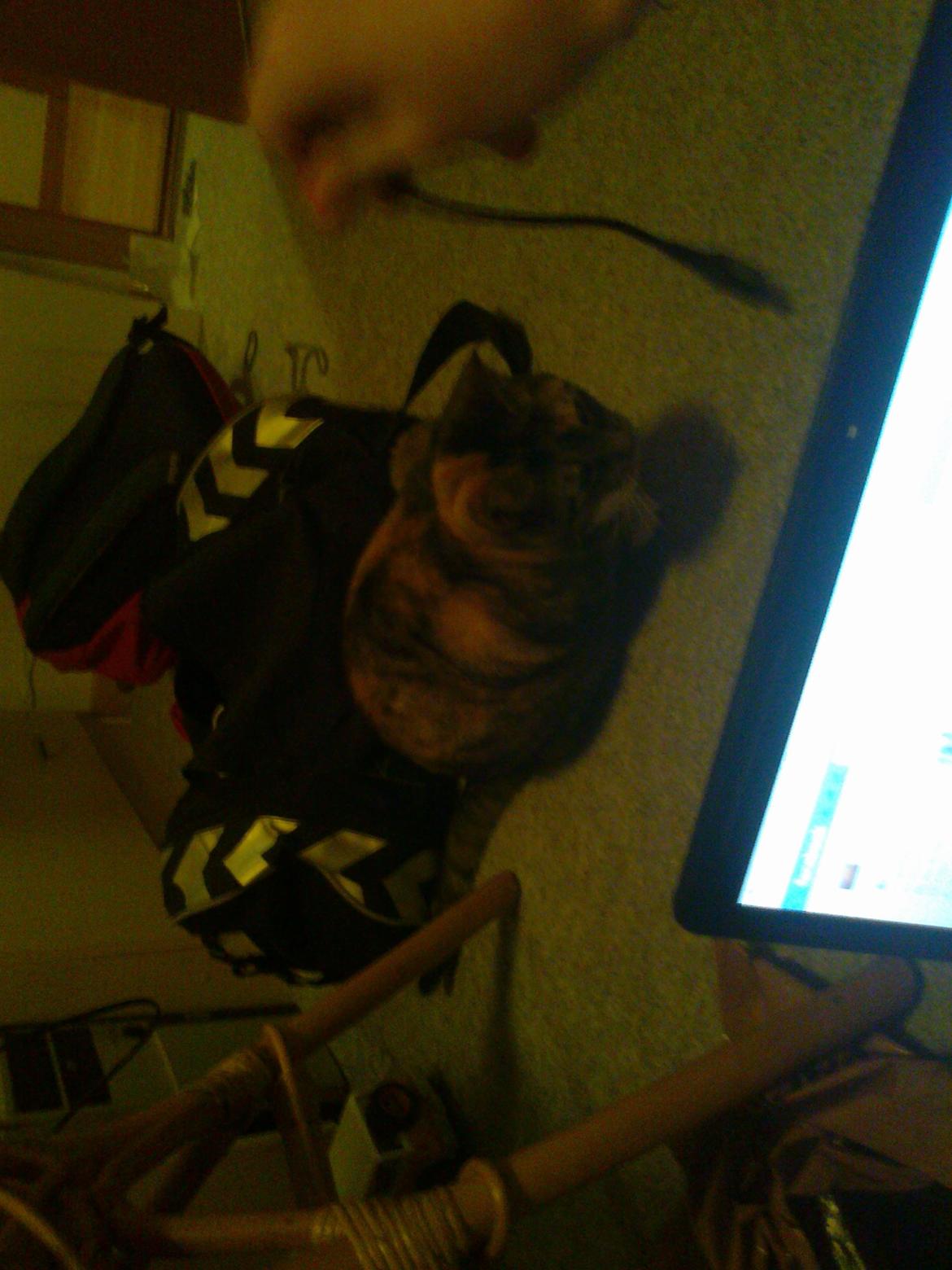 Huskat freja billede 9