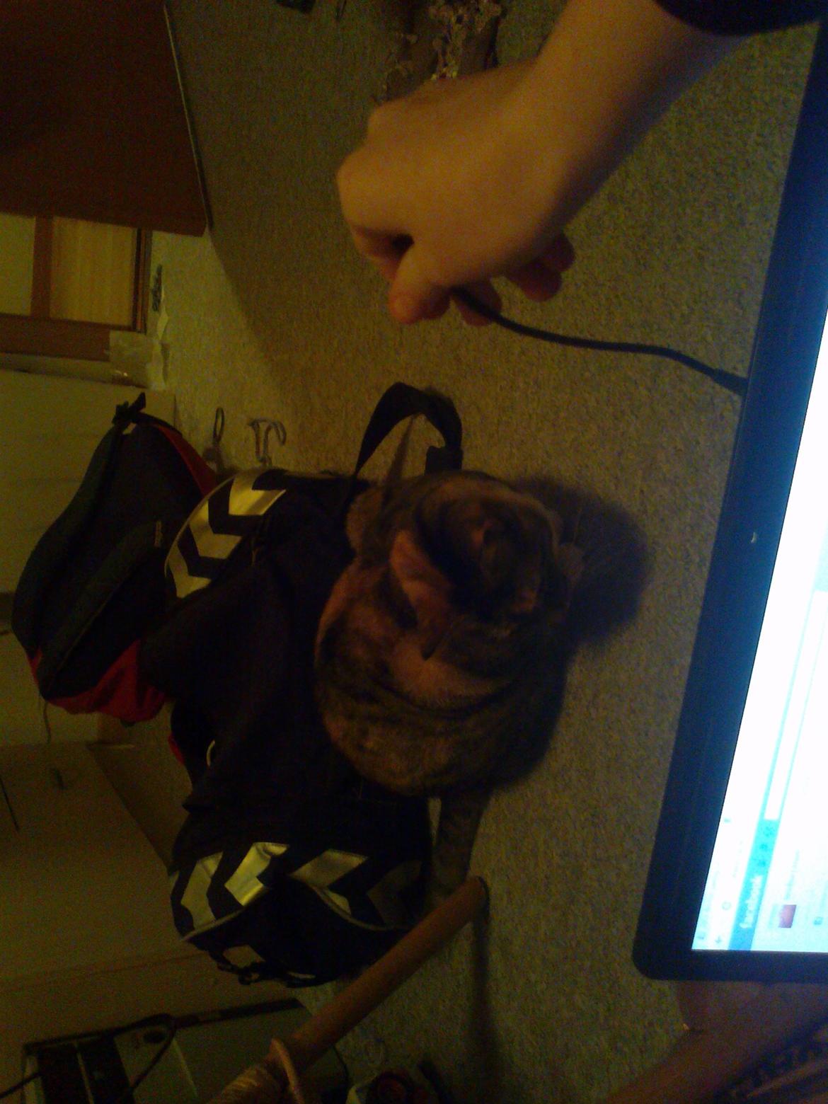 Huskat freja billede 10